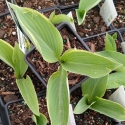 Picture of Hosta Regal Splendour