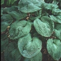 Picture of Hosta Royal Quilt
