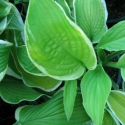 Picture of Hosta Shade Fanfare