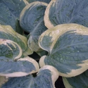 Picture of Hosta Snow Cap