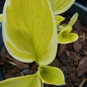 Picture of Hosta St Elmos Fire
