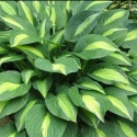 Picture of Hosta Striptease