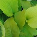 Picture of Hosta Sunpower