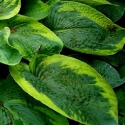 Picture of Hosta Tokudama Flavocircinalis