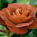 Picture of Hot Chocolate-Rose