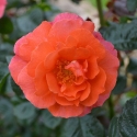 Picture of Hot Topic Std 80cm-Rose