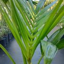 Picture of Howea forsteriana