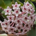 Picture of Hoya carnosa