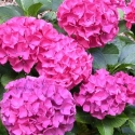 Picture of Hydrangea Alpengluhen