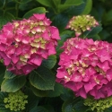 Picture of Hydrangea Altona