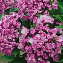 Picture of Hydrangea Ayesha Silver Slipper