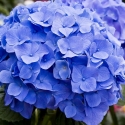 Picture of Hydrangea Blue Diamond