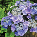 Picture of Hydrangea Blue Meise