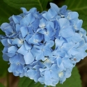 Picture of Hydrangea Blue Prince