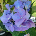 Picture of Hydrangea Blueberries and Cream