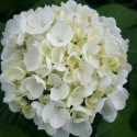 Hydrangea Bridal Bouquet Picture of Hydrangea Bridal Bouquet