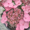 Picture of Hydrangea Cover Me