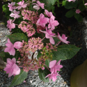 Picture of Hydrangea Fireworks