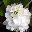 Picture of Hydrangea Le Cygne