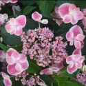 Picture of Hydrangea Macrophylla Reiko