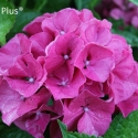 Picture of Hydrangea Masja