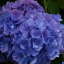 Picture of Hydrangea Mathilda Gutges