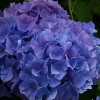 Picture of Hydrangea Mathilda Gutges
