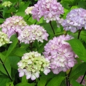 Picture of Hydrangea Nigra