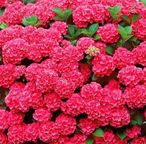 Picture of Hydrangea Nixie