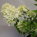 Picture of Hydrangea Paniculata Bombshell