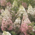 Picture of Hydrangea Paniculata Candlelight