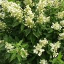 Picture of Hydrangea Paniculata Kyushu