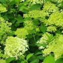 Picture of Hydrangea Paniculata Limelight