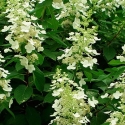 Picture of Hydrangea Paniculata Tardiva