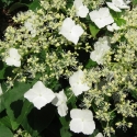 Picture of Hydrangea Petiolaris