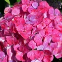 Picture of Hydrangea Preziosa