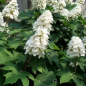 Picture of Hydrangea Quercifolia Ice Crystal