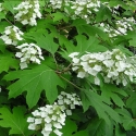 Picture of Hydrangea Quercifolia Pee Wee