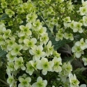 Picture of Hydrangea Quercifolia Snowflake