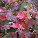 Picture of Hydrangea Quercifolia