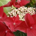Picture of Hydrangea Red Start