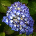 Picture of Hydrangea Renate Steiniger