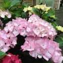 Picture of Hydrangea Saxon Pink Maiden