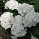 Picture of Hydrangea Schneeball