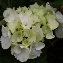 Picture of Hydrangea Snowball