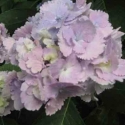 Picture of Hydrangea Tosca