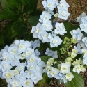 Picture of Hydrangea Trophy