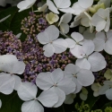 Picture of Hydrangea White Wave