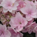 Picture of Hydrangea YouMe Emotion