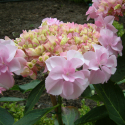 Picture of Hydrangea YouMe Emotion